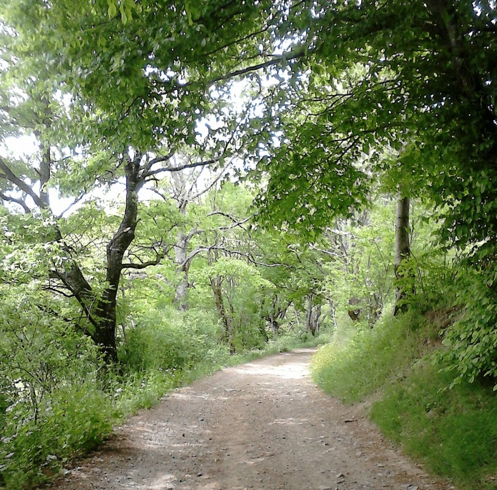 chemin de campagne